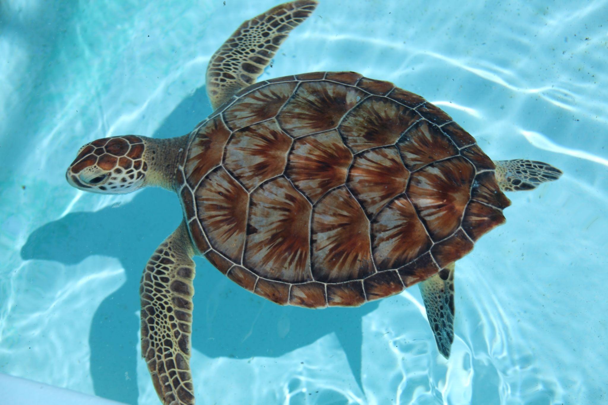 Sea turtle swimming in clear water showing patterned shell.
