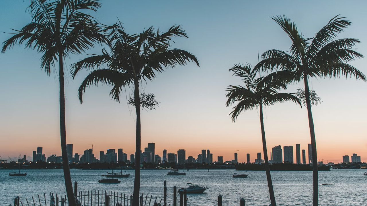 Florida waterfront with palm trees, boats, and city skyline.